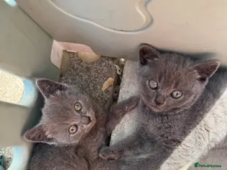 British Shorthair cats 4 British shorthair kittens - Advert 1