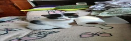 Mixed Breed cats for sale: Cute fluffy little kitten - Advert 15