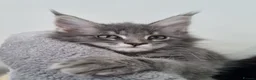 Maine Coon cats for sale: King size Purebred Maine Coon kittens  - Advert 26