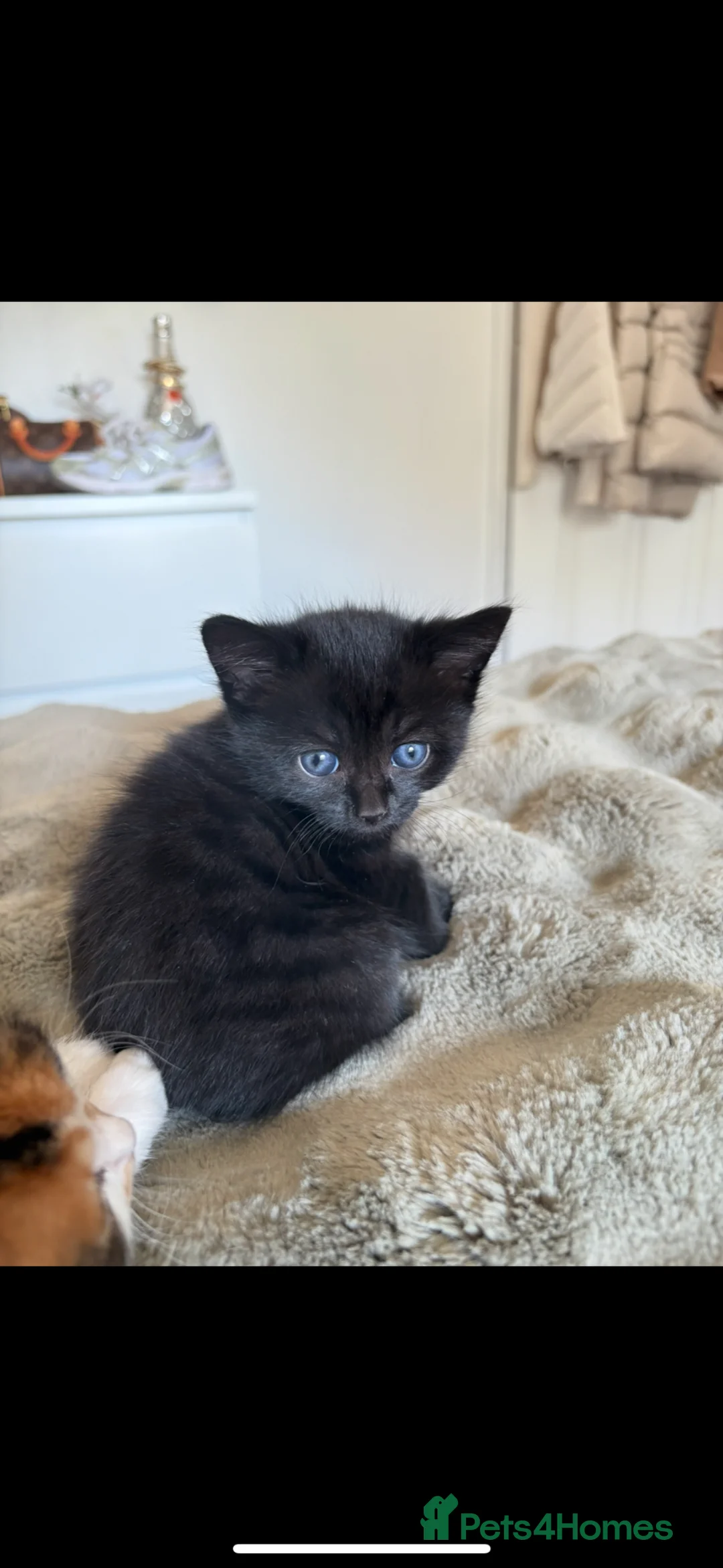 Mixed Breed cats for sale: Two beautiful kittens male and female  - Advert 7