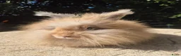 Angora rabbits for sale: 🌟STUNNING ANGORA BABIES- maxi full face 🌟 - Advert 4