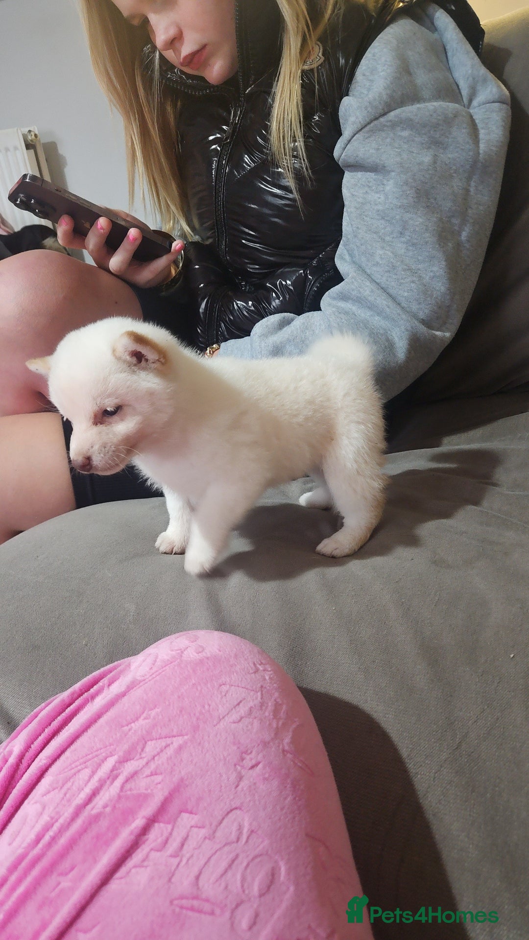 Japanese Shiba Inu dogs for sale: Japanese shiba Inu Puppy  - Advert 2