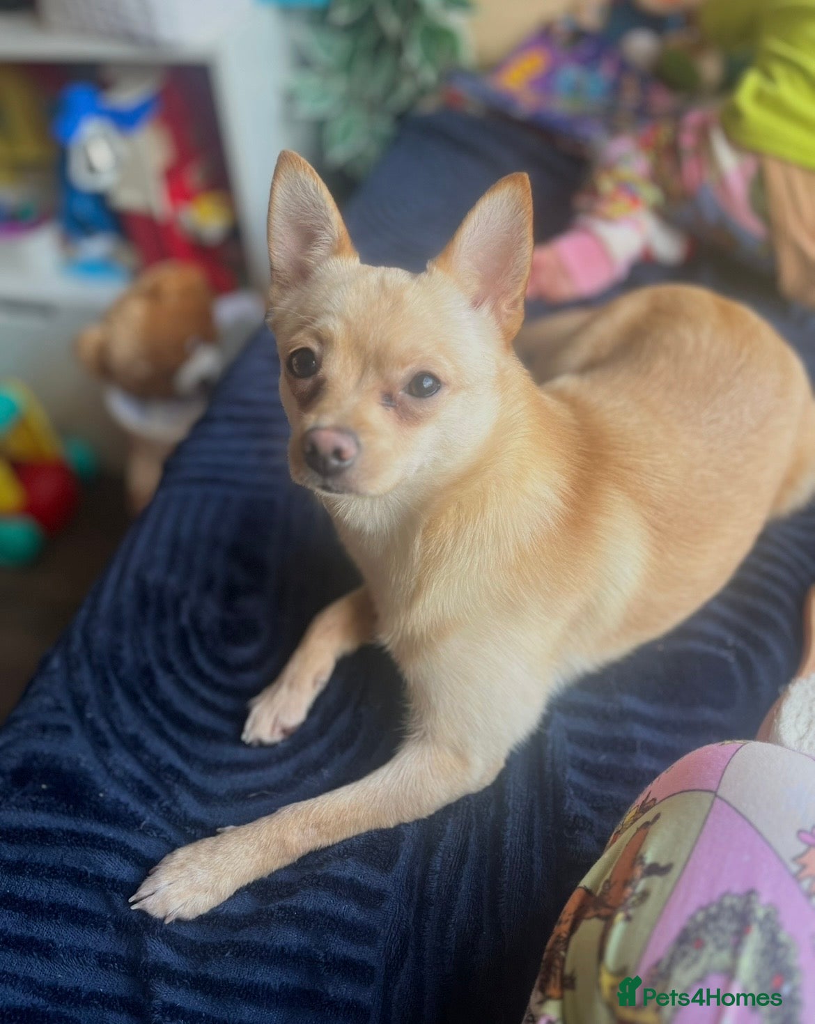 Pomchi dogs 9 month old female pomchi for rehoming.  - Advert 1