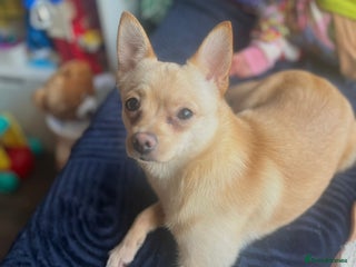Pomchi dogs 9 month old female pomchi for rehoming. - Advert 1