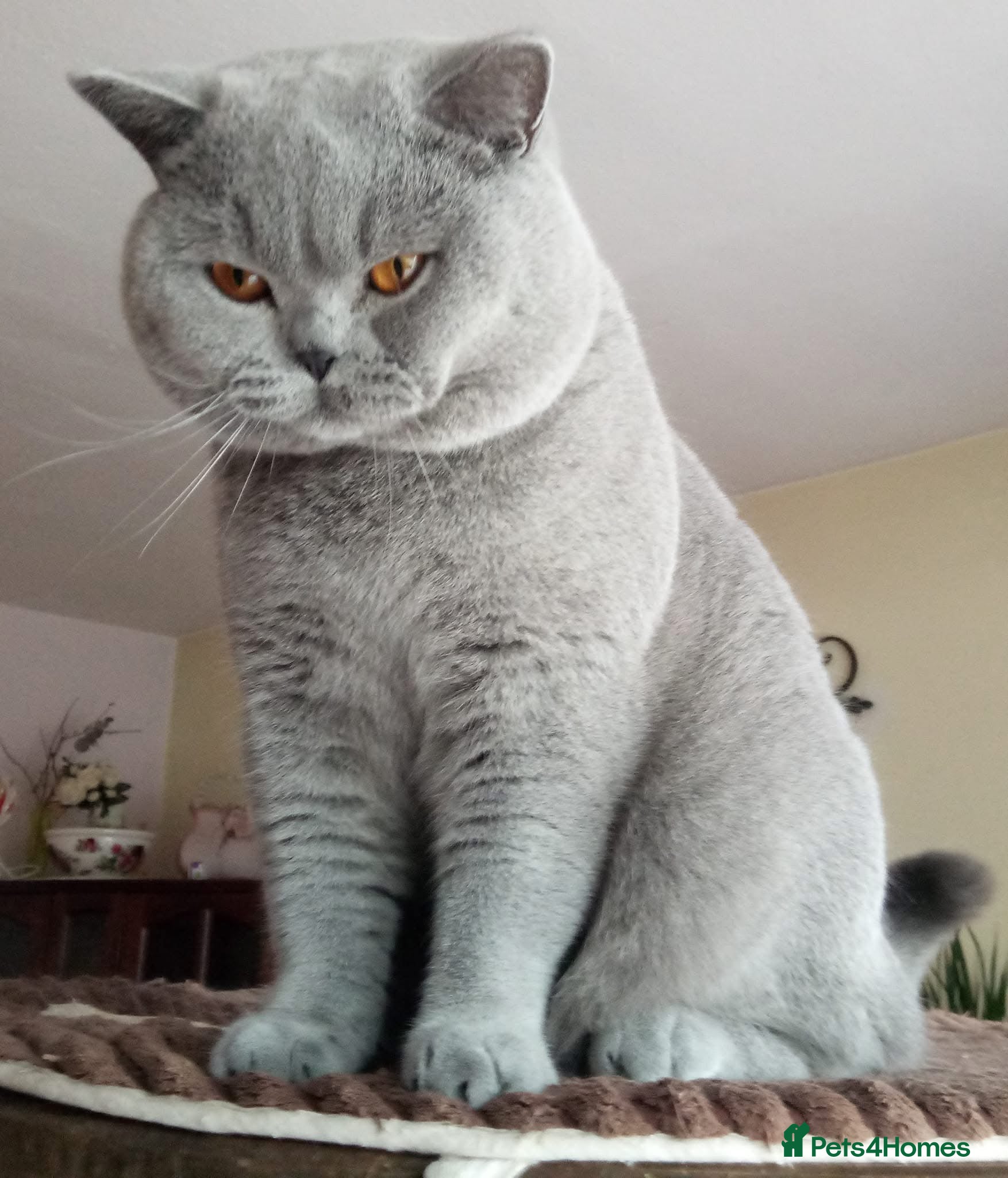 British Shorthair cats BSH Blue Stud: Type B, Cinnamon & Fawn Carrier 🩵 - Advert 13