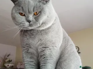 British Shorthair cats BSH Blue Stud: Type B, Cinnamon & Fawn Carrier 🩵 - Advert 13