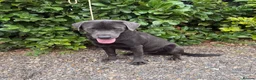 Labrador Retriever dogs for stud: Gorgeous KC Charcoal Labrador Stud - Advert 2