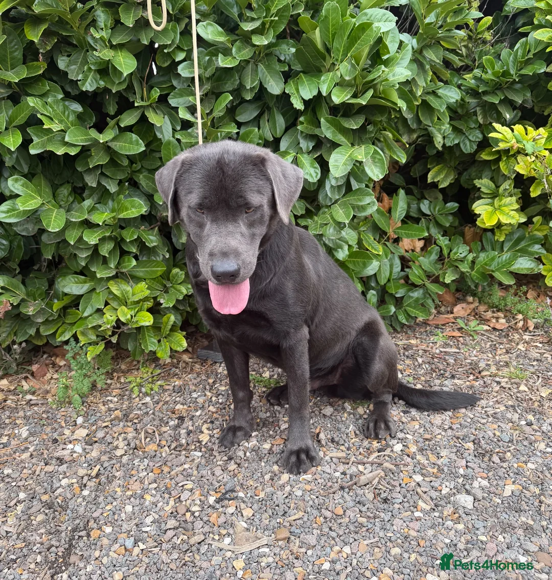 Labrador Retriever dogs for stud: Gorgeous KC Charcoal Labrador Stud - Advert 2