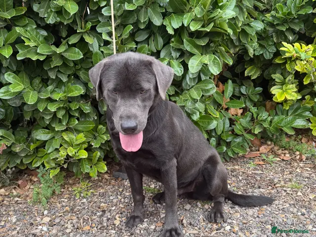 Labrador Retriever dogs for stud: Gorgeous KC Charcoal Labrador Stud - Advert 2