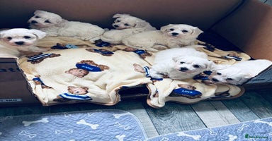 Mixed Breed dogs - Advert 1
