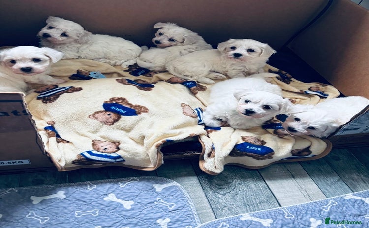 Mixed Breed dogs - Advert 4
