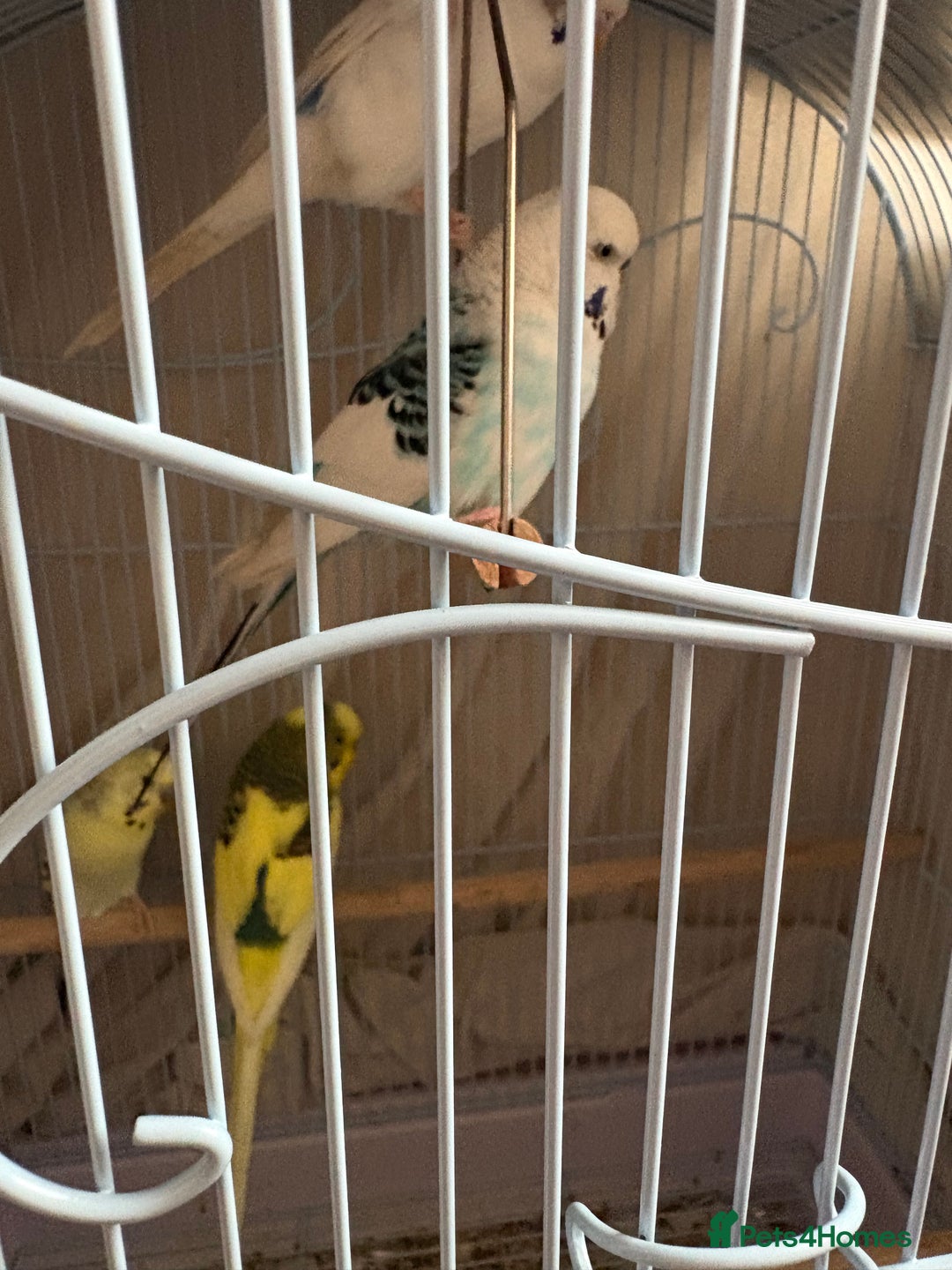 Budgerigars birds for sale: 3 Male Budgies  - Image 2