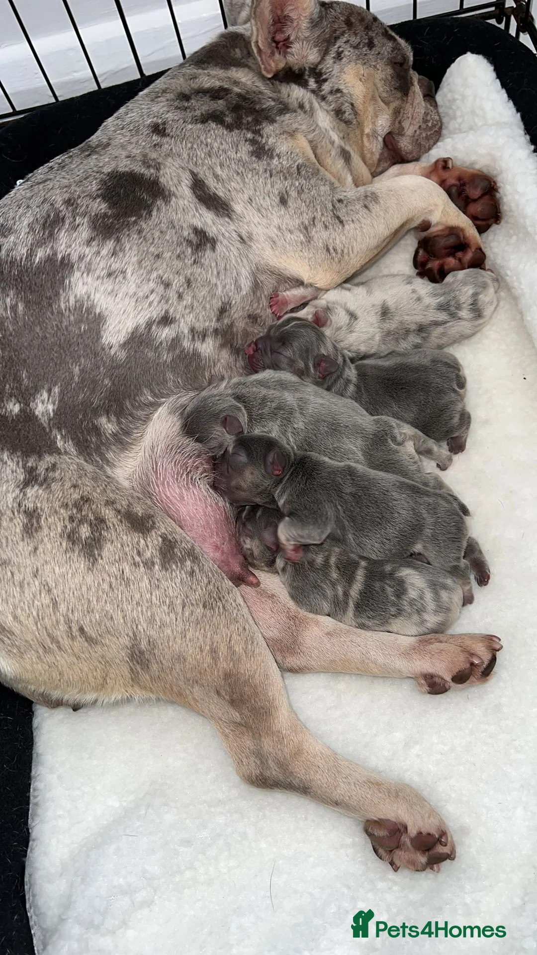 French Bulldog dogs for stud: Kc French bulldog Stud  - Advert 9