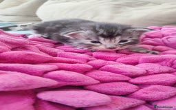 Maine Coon cats for sale: Fully health tested and Tica registered  in Great Missenden - Image 13