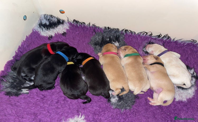 Labrador Retriever dogs - Advert 14