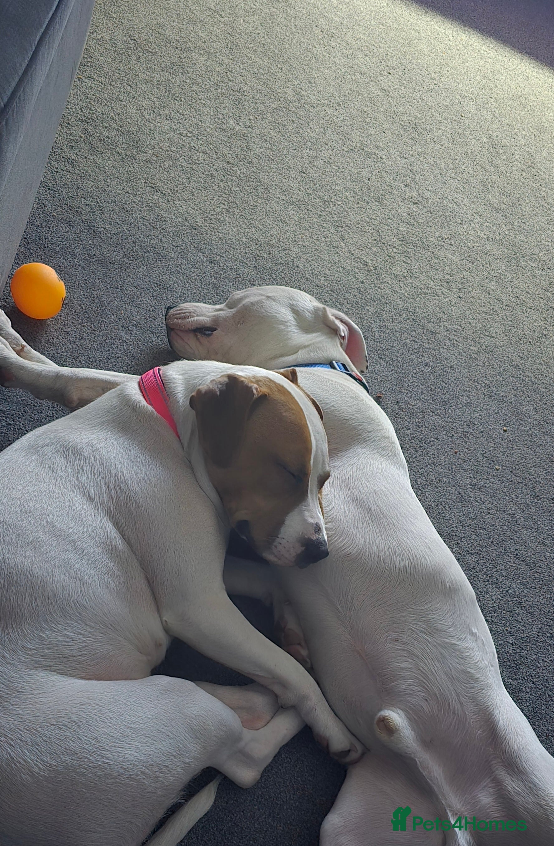 Staffordshire Bull Terrier dogs Angel and Stitch  - Advert 9