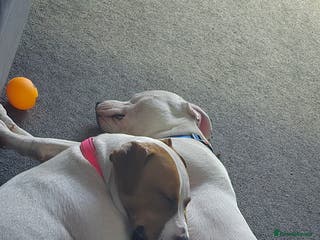 Staffordshire Bull Terrier dogs Angel and Stitch - Advert 2