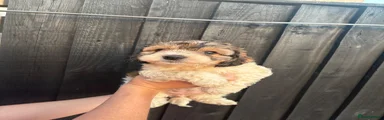Cockapoo 2
