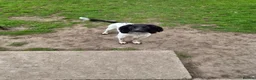 English Springer Spaniel dogs for sale: Mr stephen woodcock - Advert 4