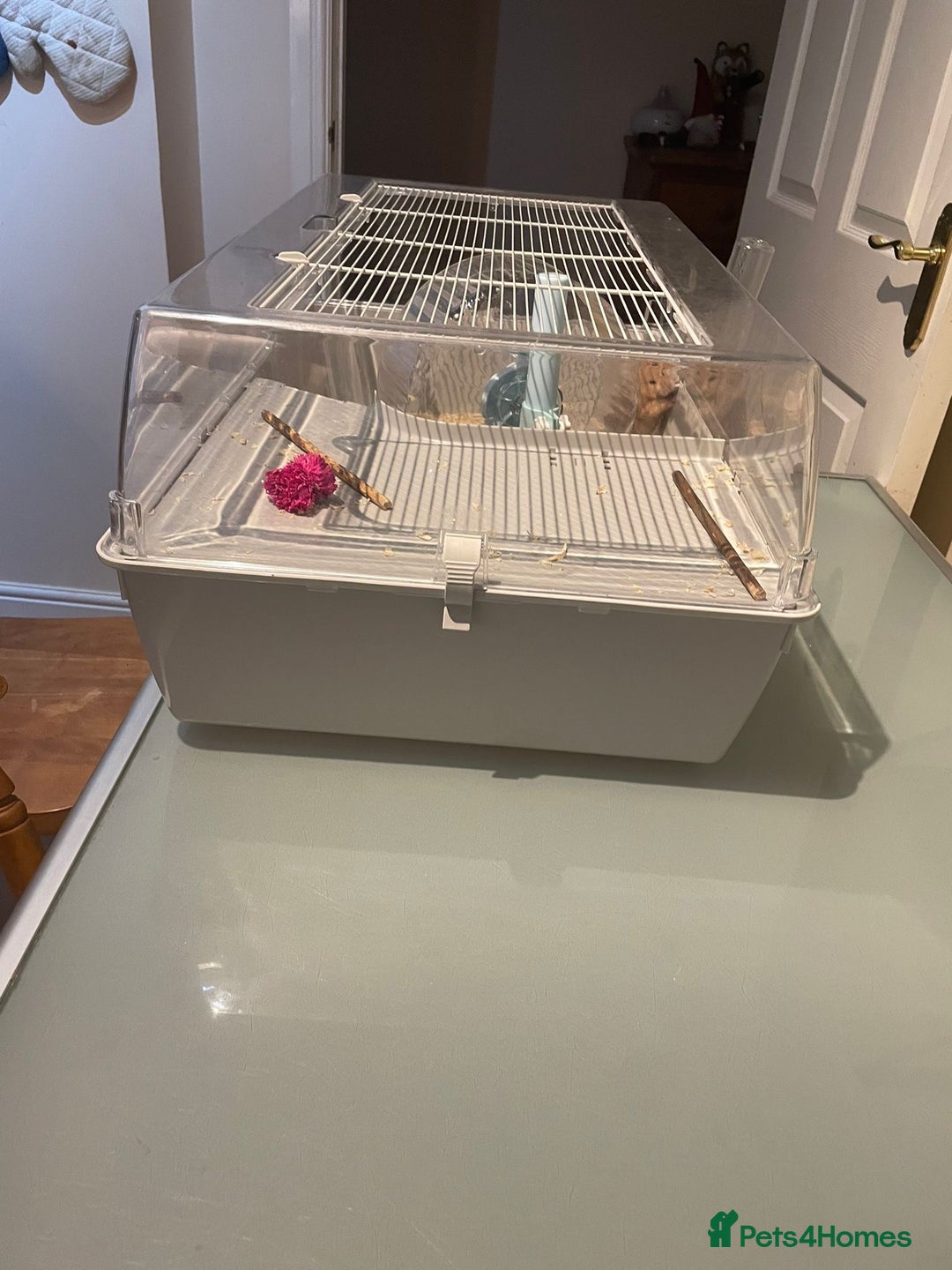 Hamster rodents for sale: Syrian Hamster for sale! - Advert 6