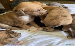 Mixed Breed dogs for sale: Deerhound greyhound collie puppies  - Image 7