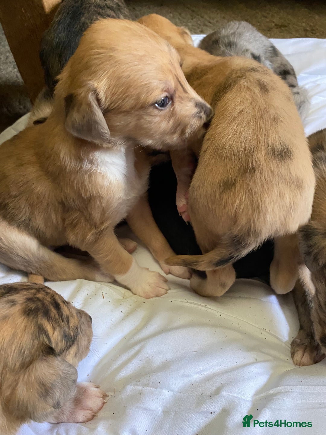 Mixed Breed dogs for sale: Deerhound greyhound collie puppies  - Image 7