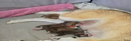 Alaskan Malamute dogs for sale: 8 Beautiful Alaskan Malamute Cross Puppies - Advert 26