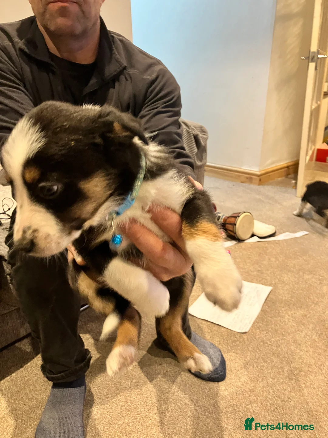Border Collie dogs for sale: 2 male border collie pups  - Advert 9