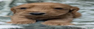Cockapoo 2