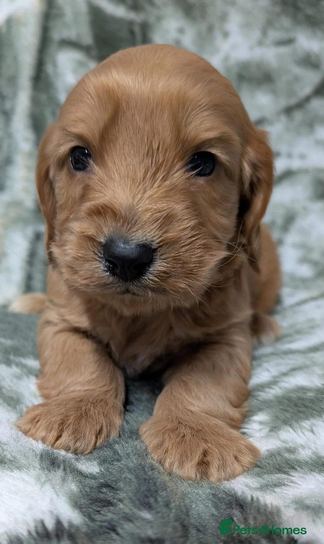 Cockapoo dogs for sale: Stunning DNA clear F1 Cockapoo puppies  - Advert 23
