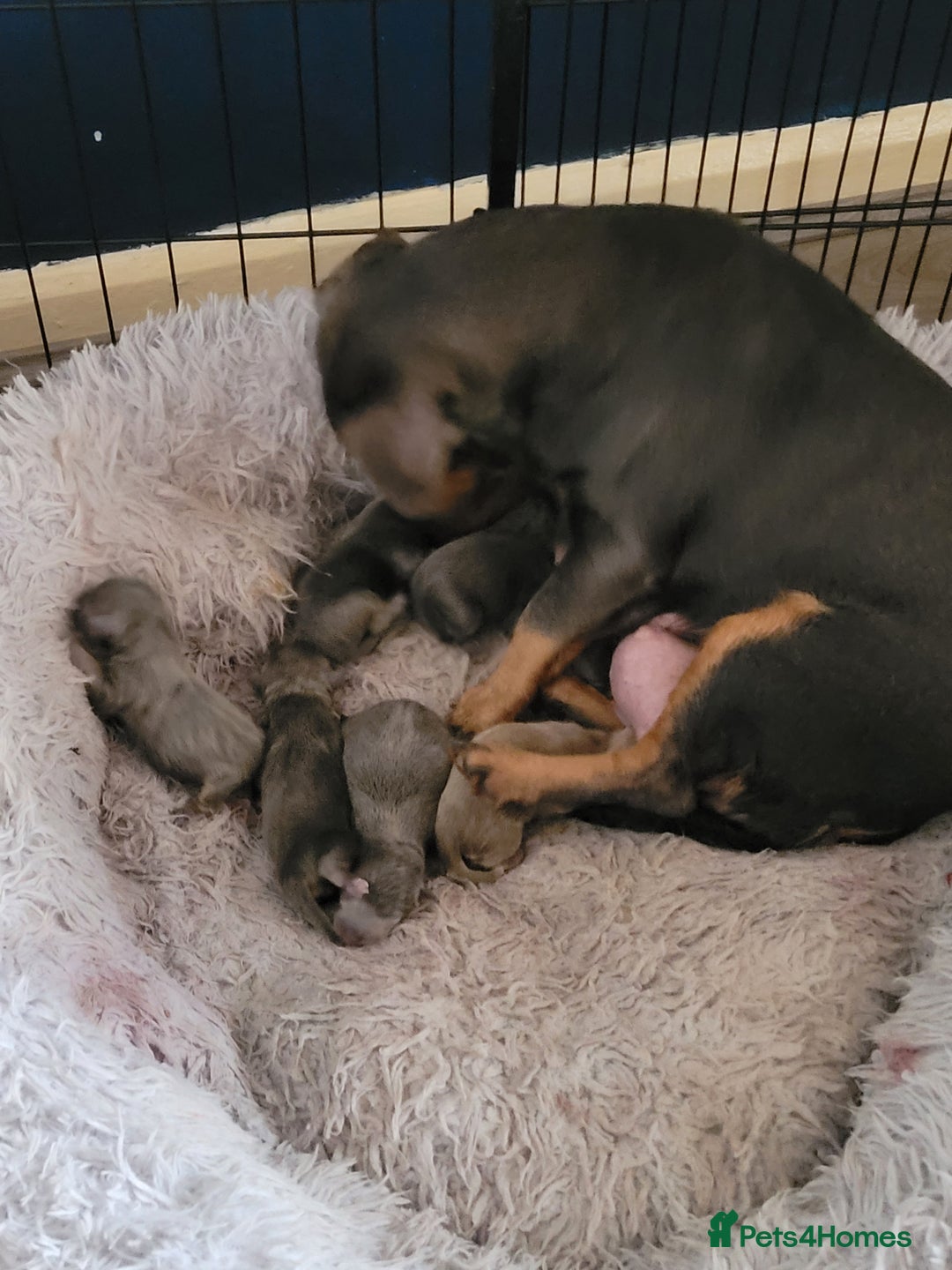 Jack Russell dogs for sale: Beautiful Lilac/ blue jack russell puppies - Advert 6