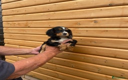 Cocker Spaniel dogs for sale: Cocker spaniel puppies  - Image 5