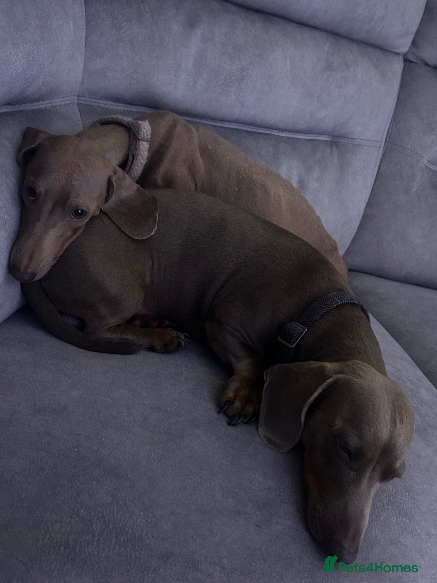 Dachshund dogs Dachshund Puppies  - Advert 1