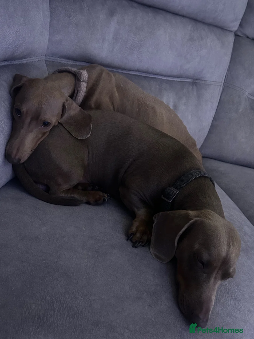Dachshund dogs for sale: Dachshund Puppies  in Dudley - Advert 1