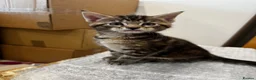 Maine Coon cats for sale: Maine Coon X kittens - Oxfordshire in Oxford - Advert 7