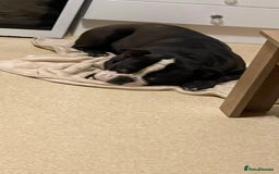American Bully dogs for sale: Loki American pocket bully - Image 2