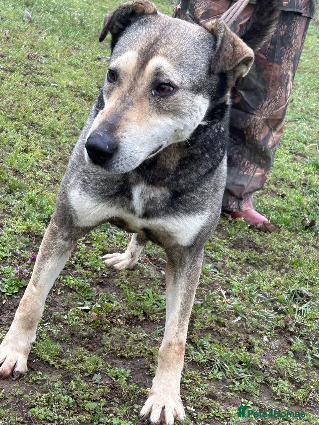 Mixed Breed dogs for adoption: Shirley - Norwich Norfolk  - Image 24