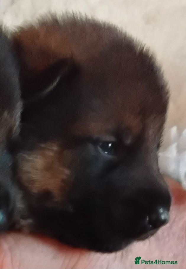 German Shepherd dogs K.C. reg GSD pups - Advert 2