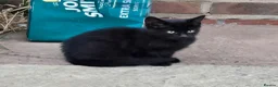 Mixed Breed cats for sale: Ready now! Lovely black kitten! Female.  - Advert 3