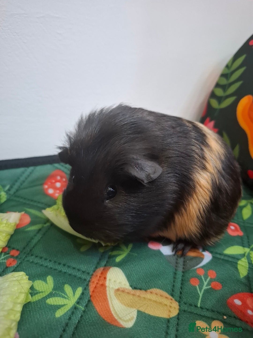 Guinea Pig rodents for sale: Precious piggies 🐷  - Advert 7