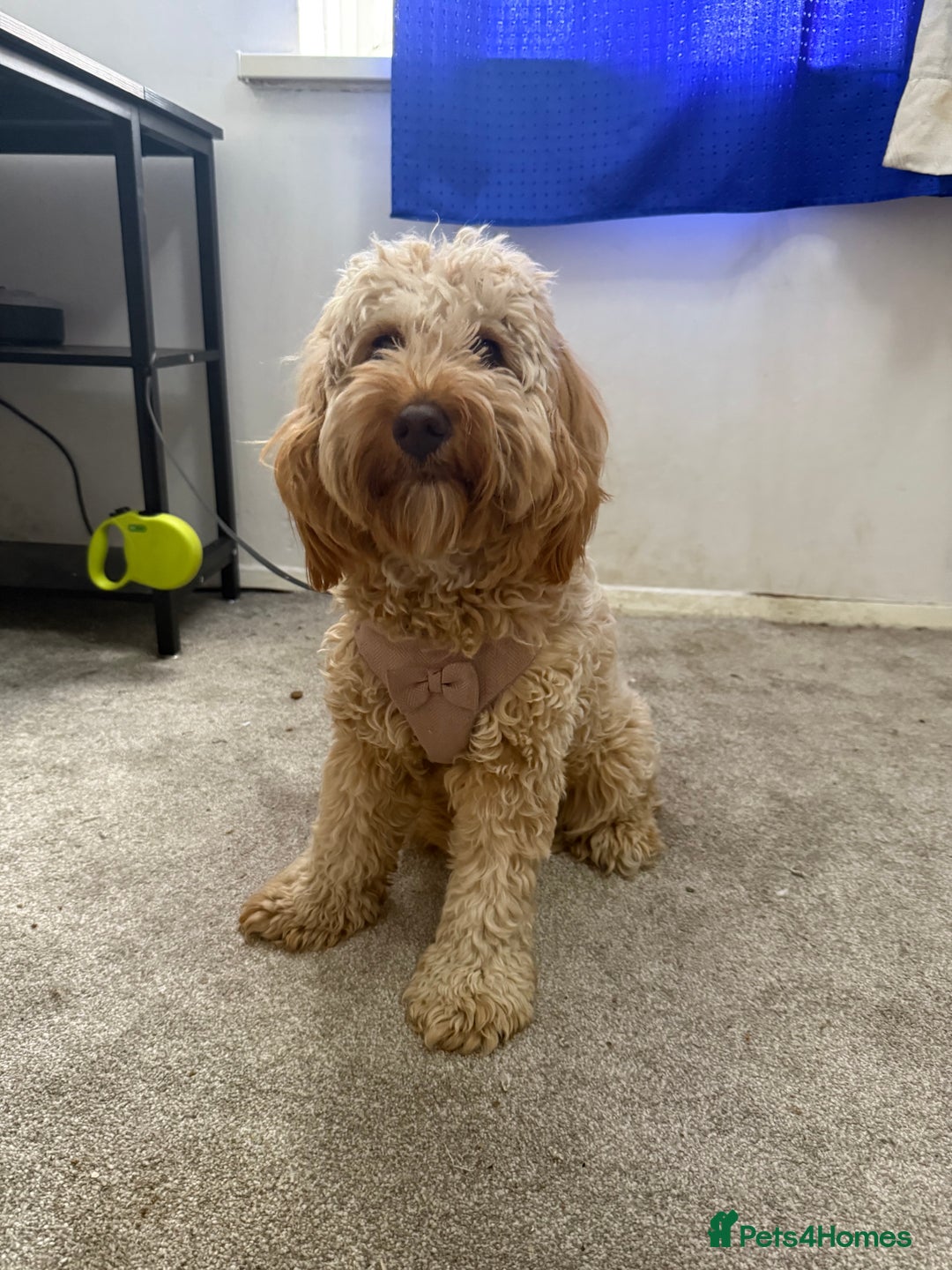 Cockapoo dogs for sale: Adorable 1-Year-Old Cockapoo Puppy for Sale - Image 4