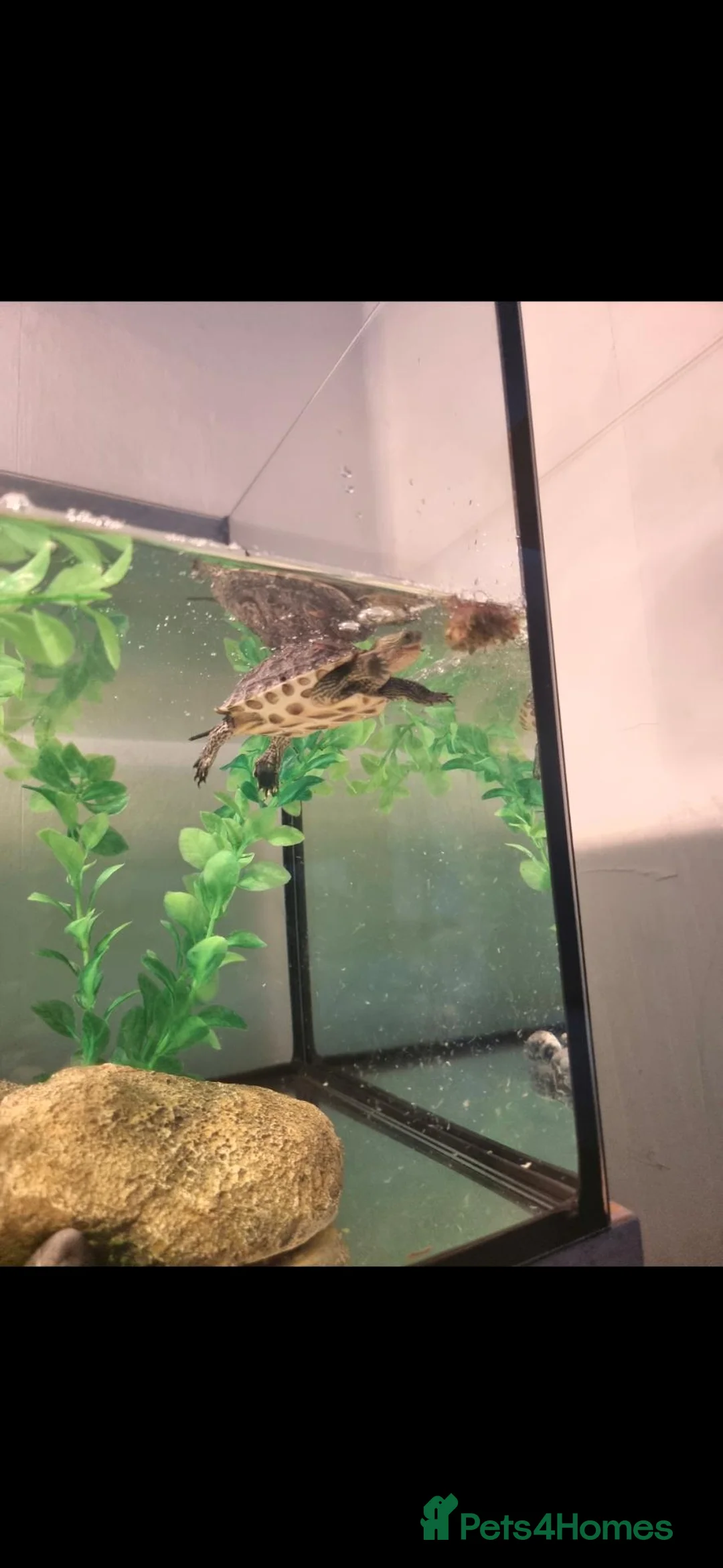 Turtle reptiles for sale: Chinese stripped necked turtle  in Birmingham - Advert 4