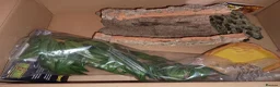 Corn Snake reptiles for sale: Cornsnake looking for new home  in Skegness - Advert 4