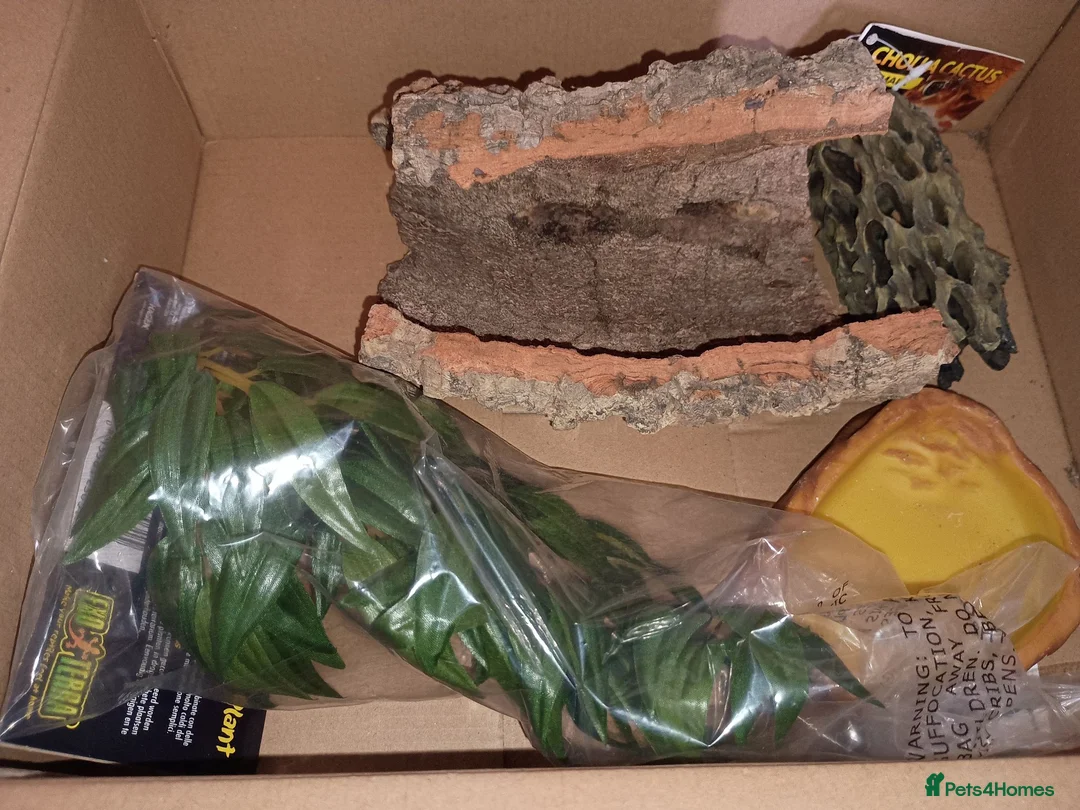 Corn Snake reptiles for sale: Cornsnake looking for new home  in Skegness - Advert 4