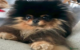 Pomeranian dogs for sale: Champion KC Russian/Taiwan tiny Pomaranian  - Image 6