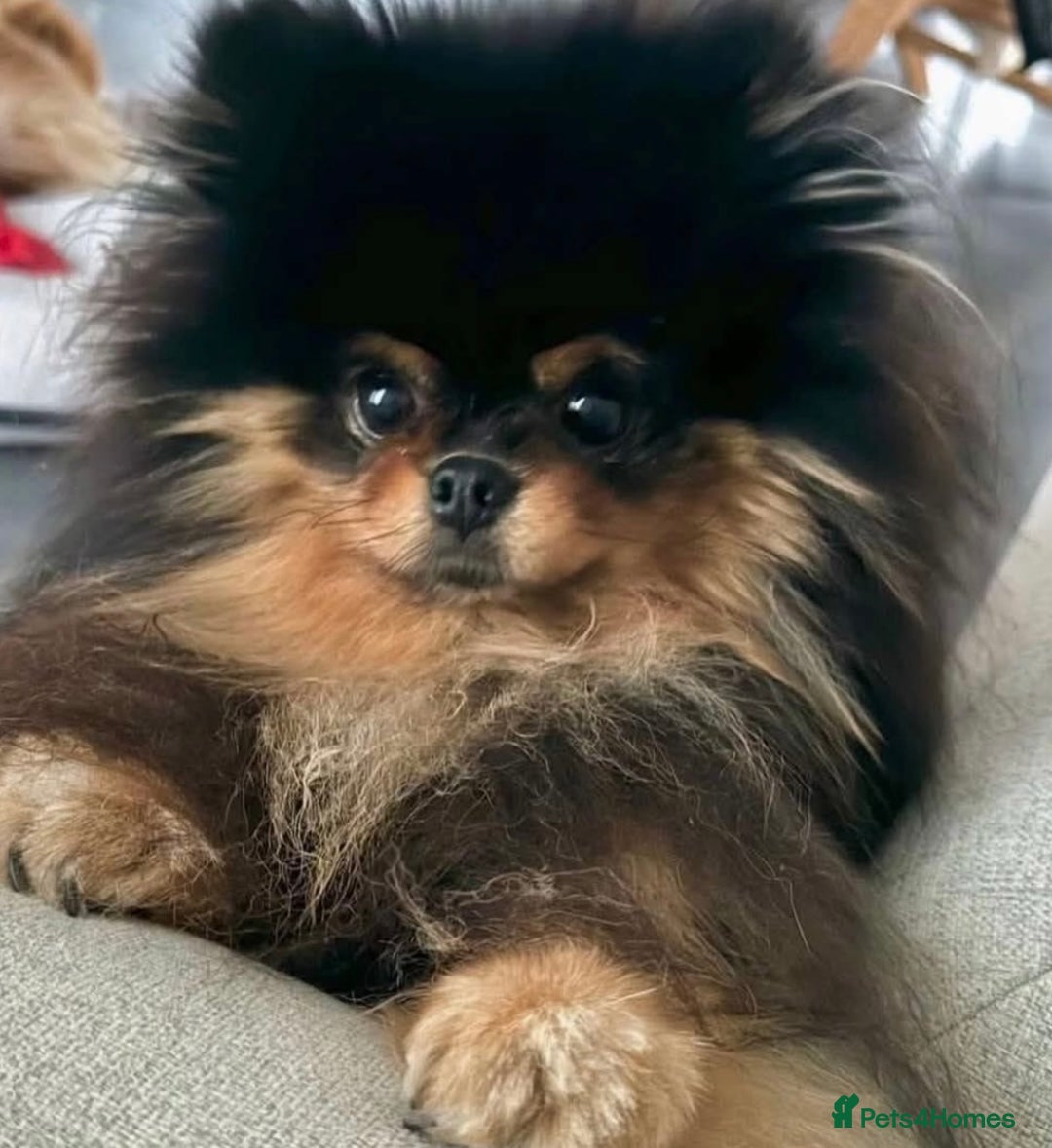 Pomeranian dogs for sale: Champion KC Russian/Taiwan tiny Pomaranian  - Image 6
