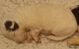 Border Collie dogs for sale: Border Collies for sale - Image 8