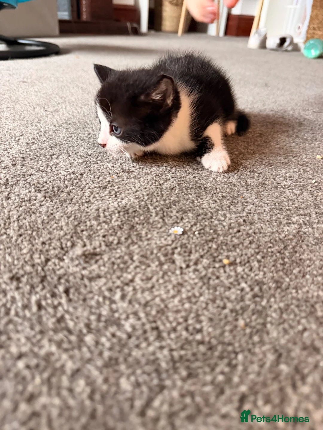 Mixed Breed cats for sale: Last two kittens ready for reserving  - Advert 2