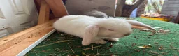 Lionhead rabbits for sale: 4 minilop babies & 1 lionlop girl  - Advert 3