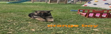 German Shepherd 5 orange 